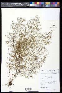 Odontosoria schlechtendalii image