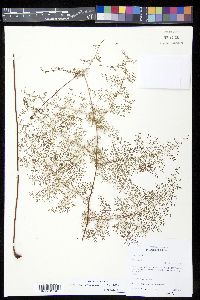 Odontosoria schlechtendalii image