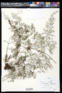 Odontosoria schlechtendalii image
