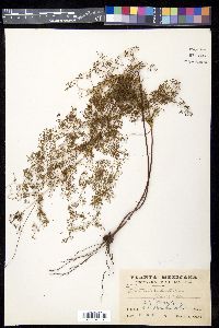 Odontosoria schlechtendalii image