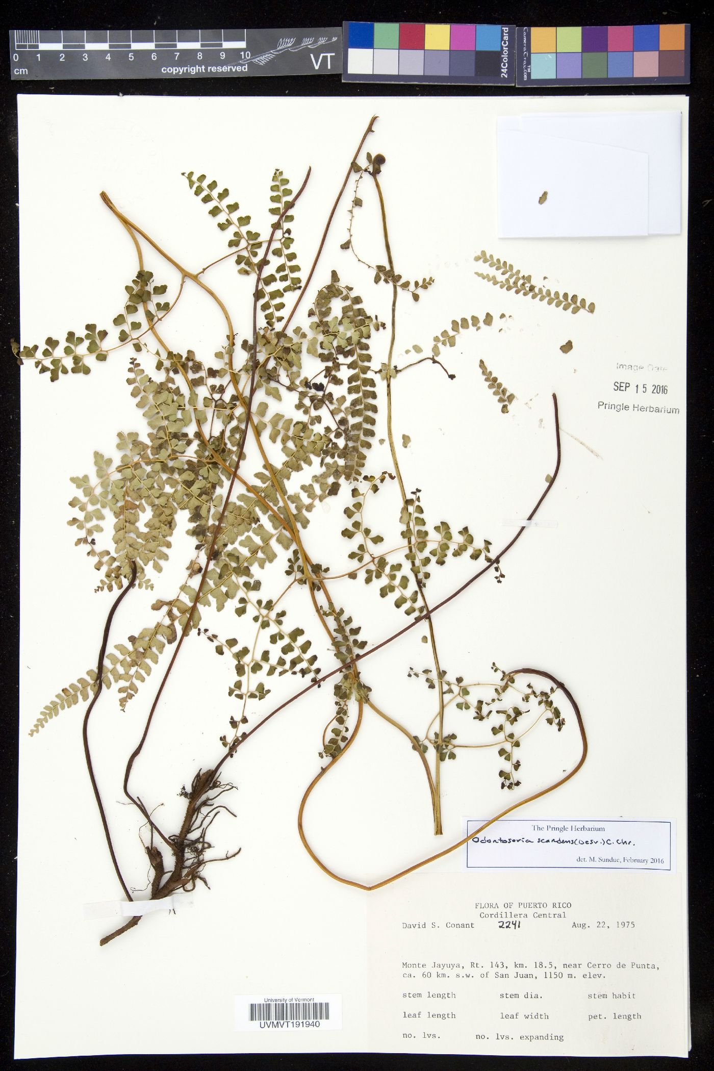 Odontosoria scandens image