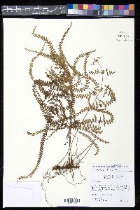 Odontosoria scandens image