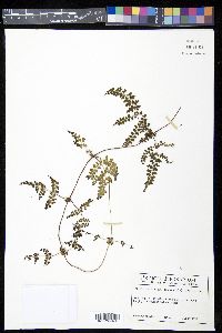 Odontosoria scandens image