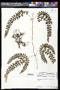 Odontosoria scandens image