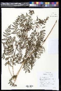 Odontosoria aculeata image