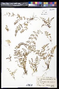 Odontosoria aculeata image