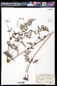 Odontosoria aculeata image