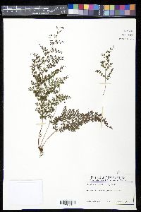 Odontosoria aculeata image