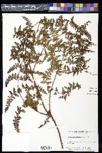 Odontosoria aculeata image