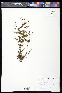 Odontosoria aculeata image