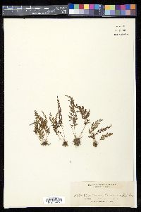 Odontosoria chinensis image