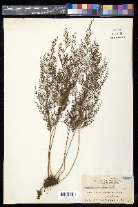 Odontosoria chinensis image