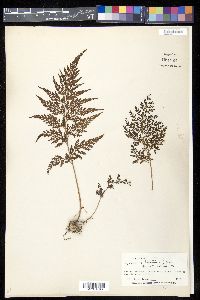 Sphenomeris chusana image