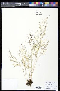 Sphenomeris clavata image