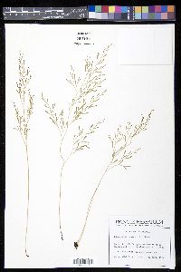 Sphenomeris clavata image