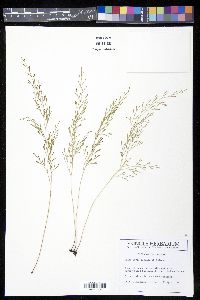 Sphenomeris clavata image