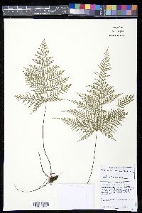 Tapeinidium denhamii image
