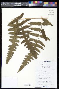 Blotiella lindeniana image