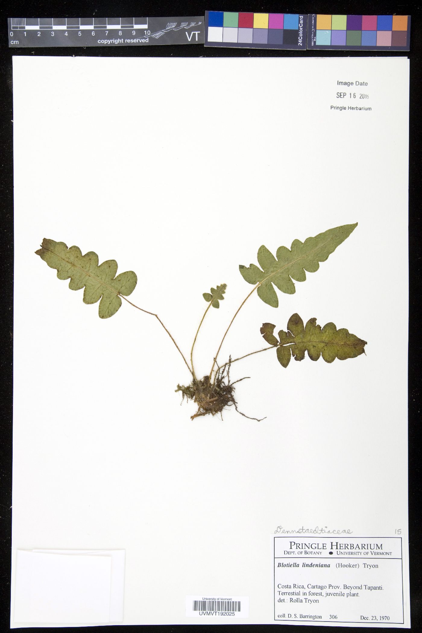 Blotiella lindeniana image