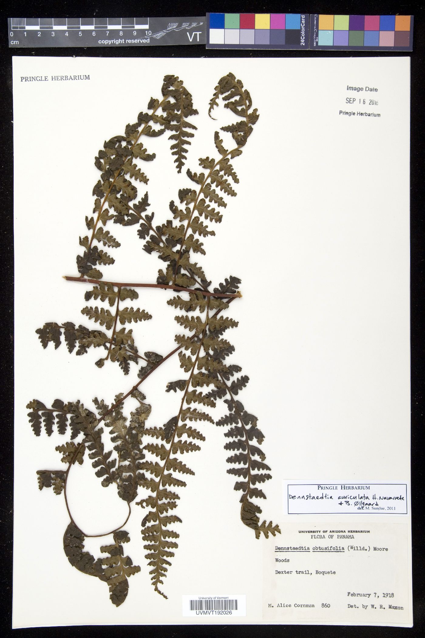 Dennstaedtia auriculata image
