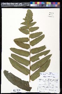 Dennstaedtia arcuata image