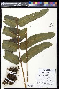 Dennstaedtia arcuata image