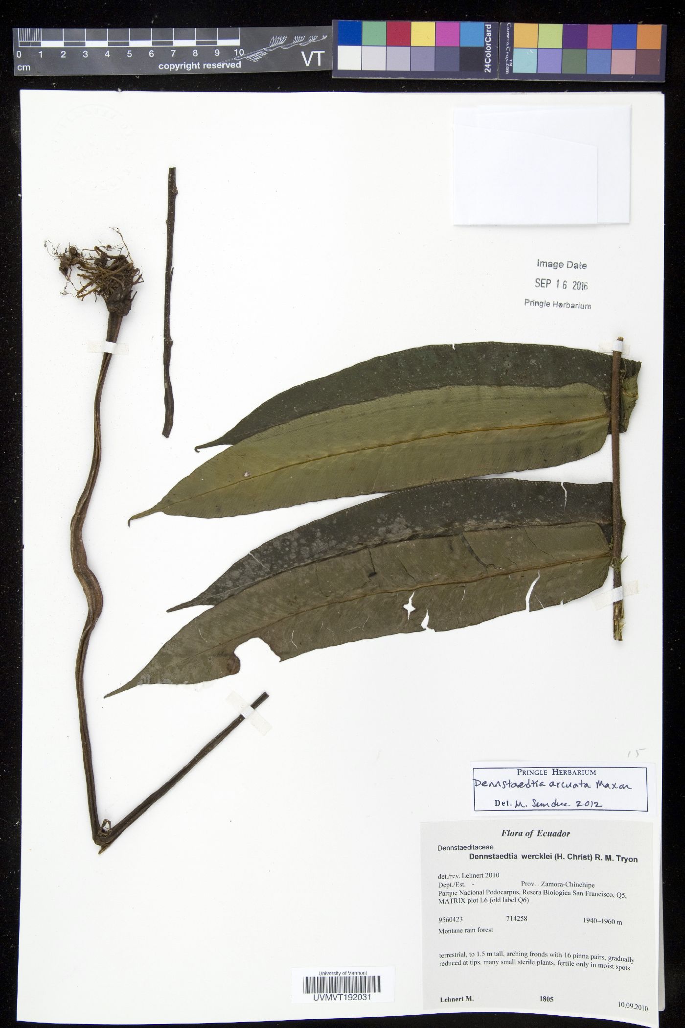 Dennstaedtia arcuata image