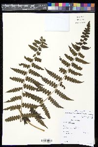 Dennstaedtia auriculata image