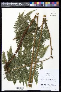 Dennstaedtia bipinnata image