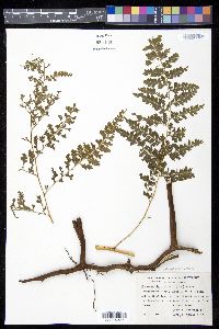 Dennstaedtia bipinnata image