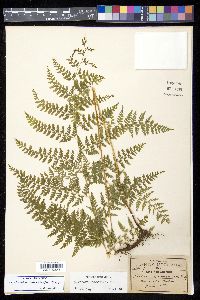 Dennstaedtia globulifera image