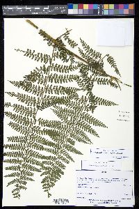 Dennstaedtia cornuta image