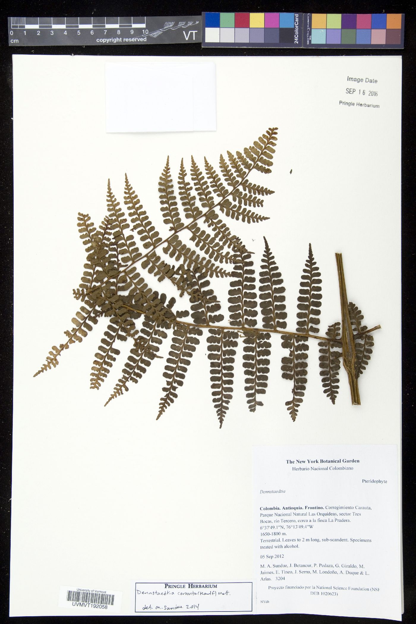 Dennstaedtia cornuta image