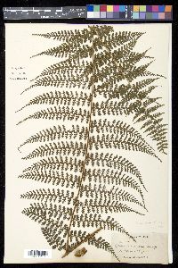 Dennstaedtia cornuta image