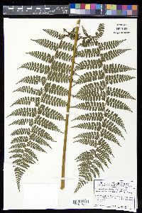 Dennstaedtia ordinata image