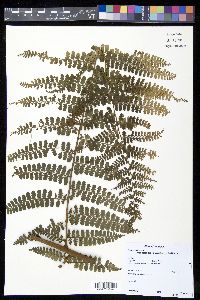 Dennstaedtia cornuta image