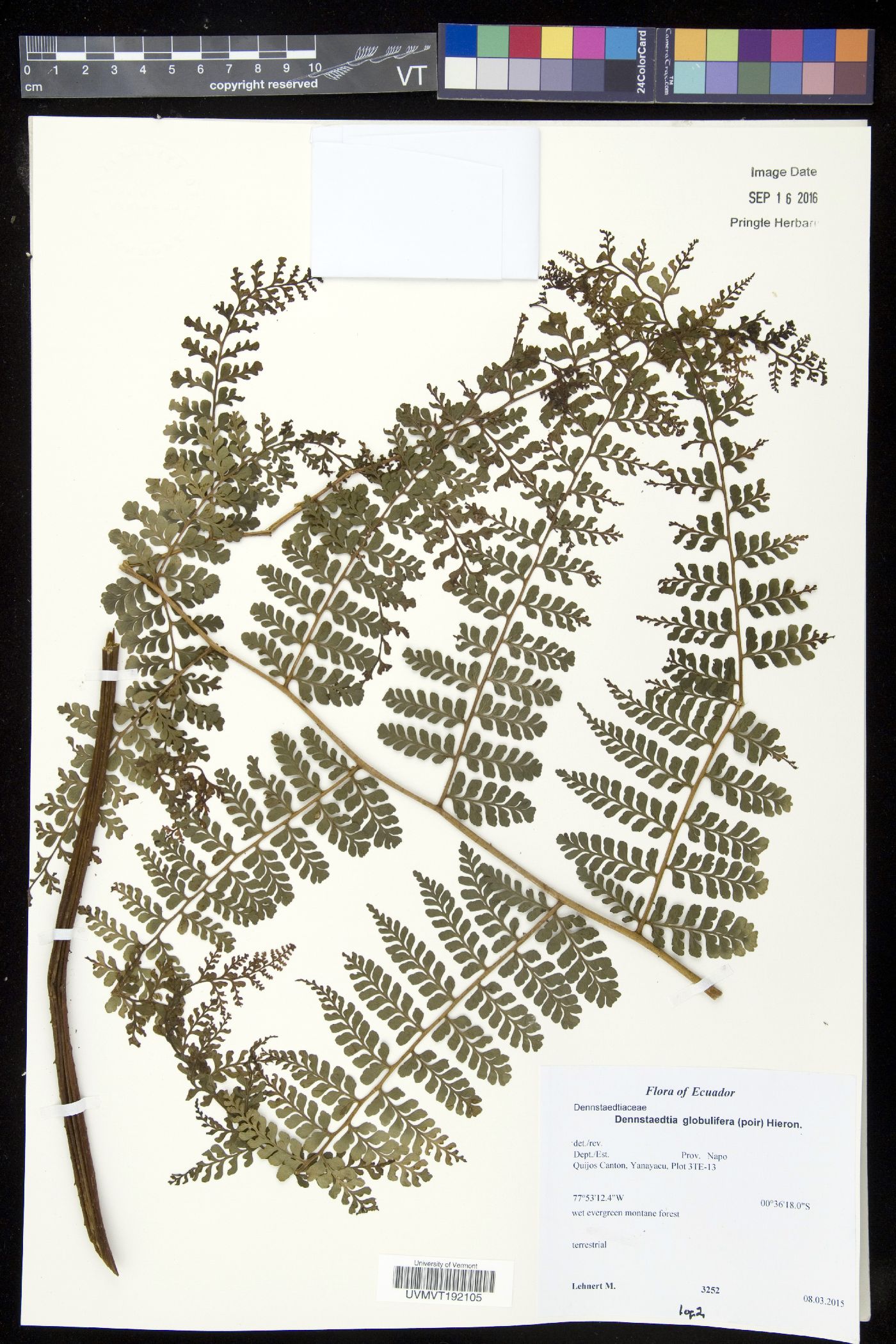 Dennstaedtia cornuta image