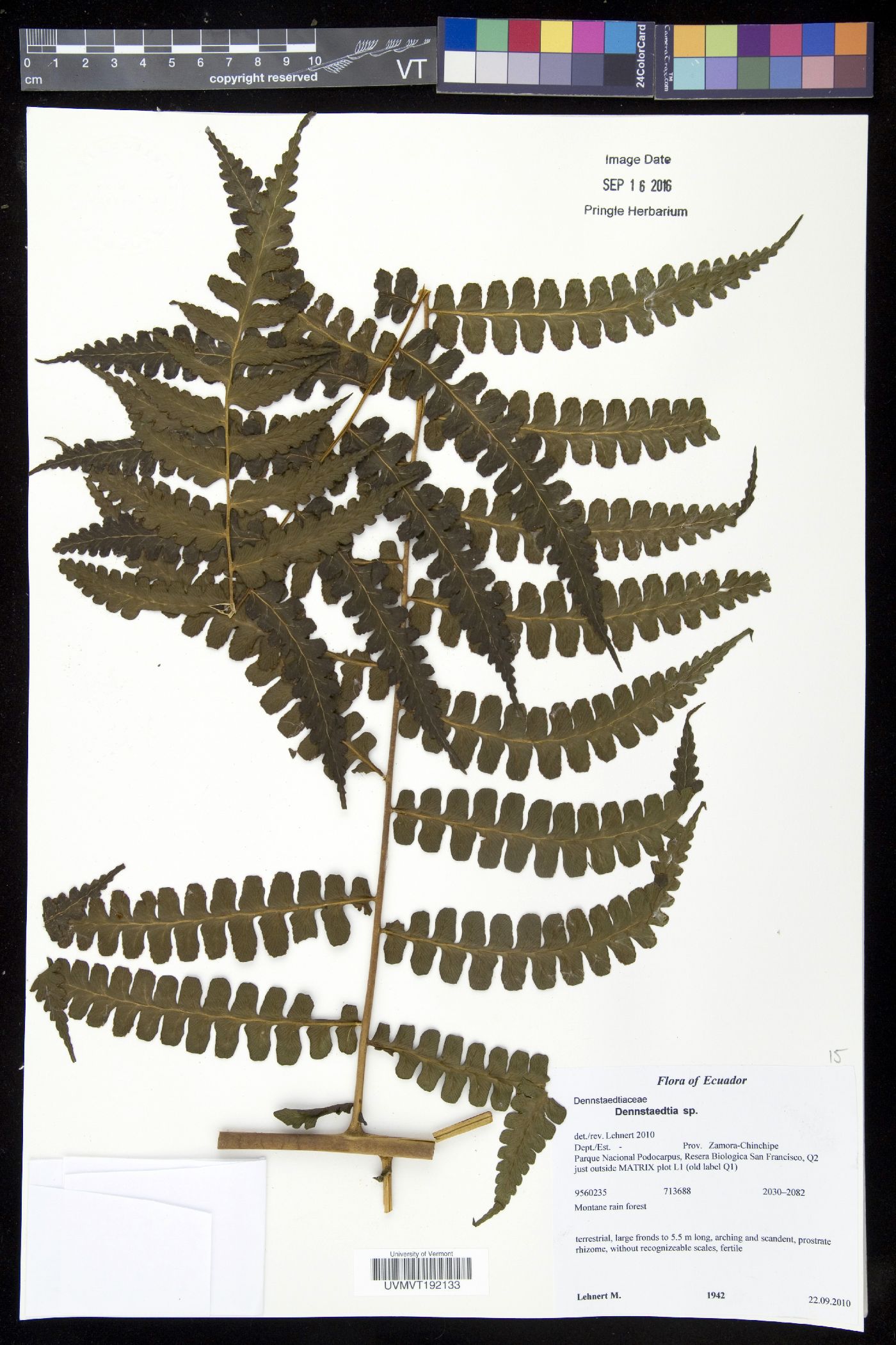 Dennstaedtia paucirrhiza image
