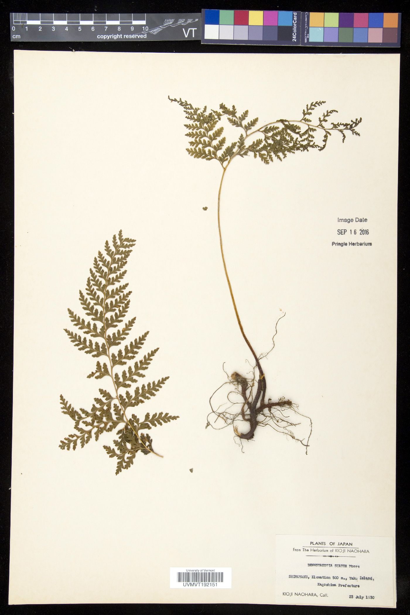 Dennstaedtia scabra image