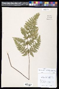 Dennstaedtia scabra image