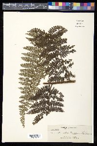 Dennstaedtia hooveri image