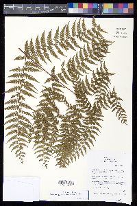 Dennstaedtia glabrata image