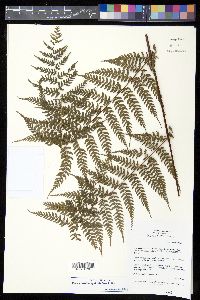 Dennstaedtia glabrata image