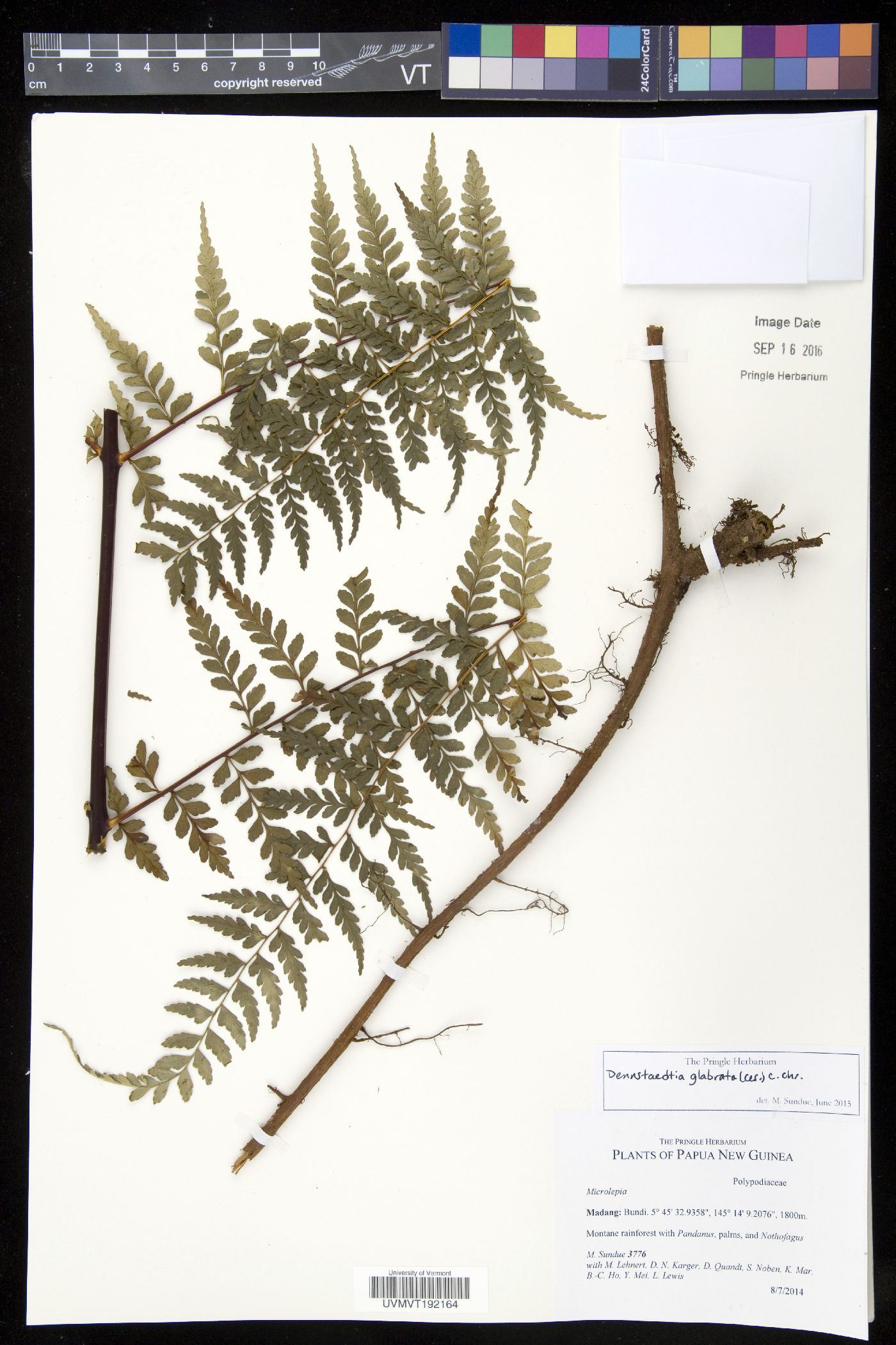 Dennstaedtia glabrata image