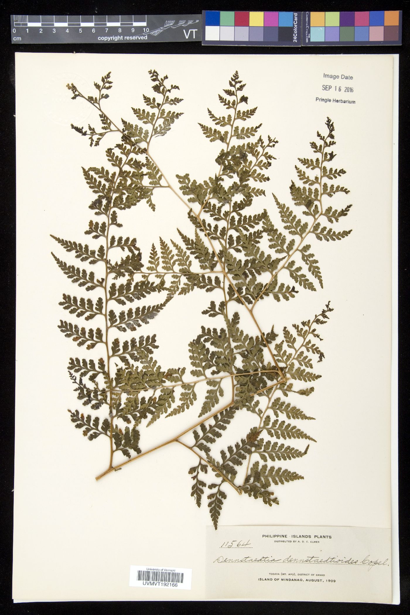 Dennstaedtia dennstaedtioides image