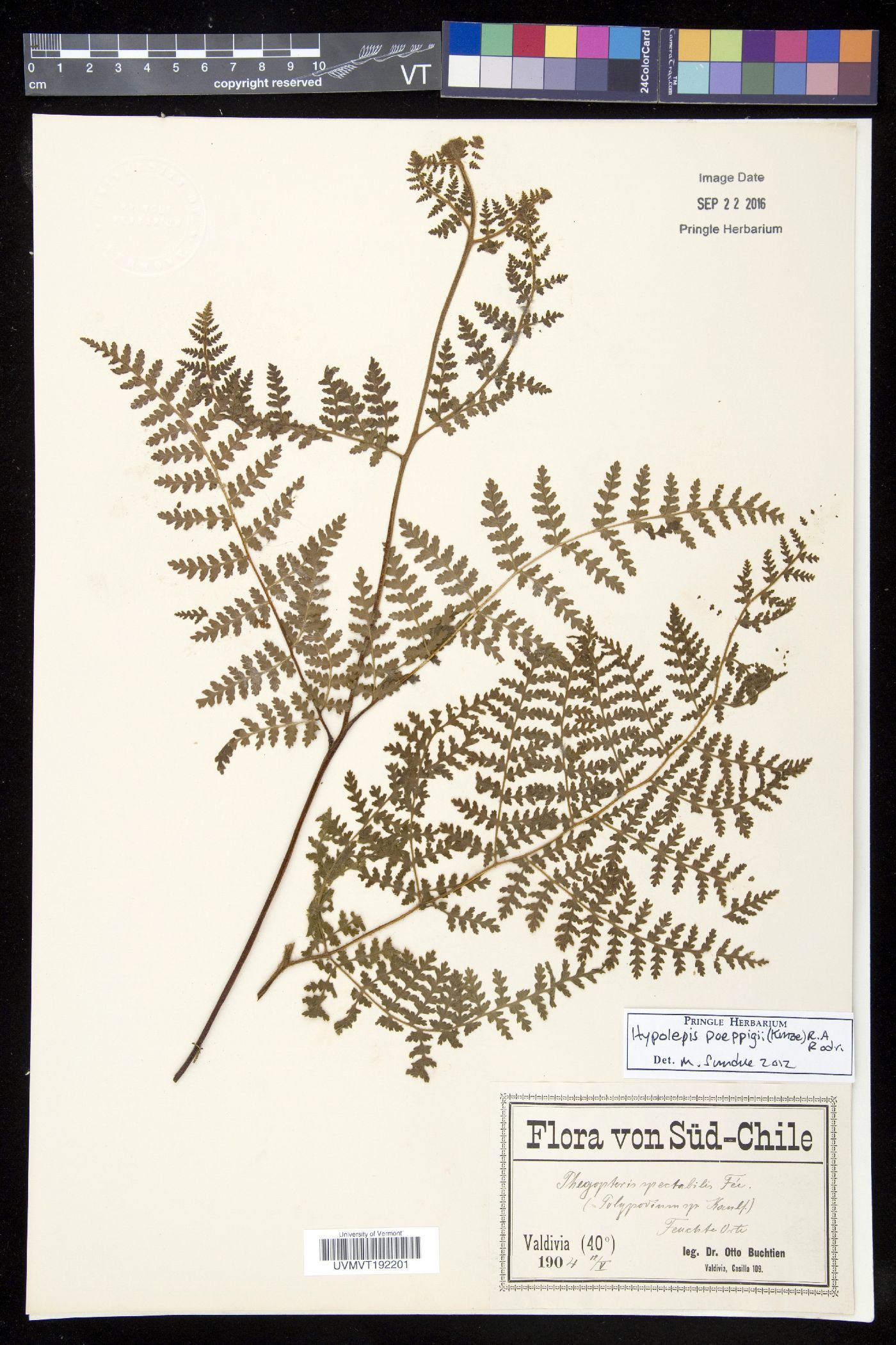 Hypolepis rugosula subsp. poeppigiana image