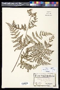 Hypolepis rugosula image