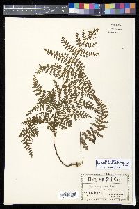 Hypolepis rugosula image