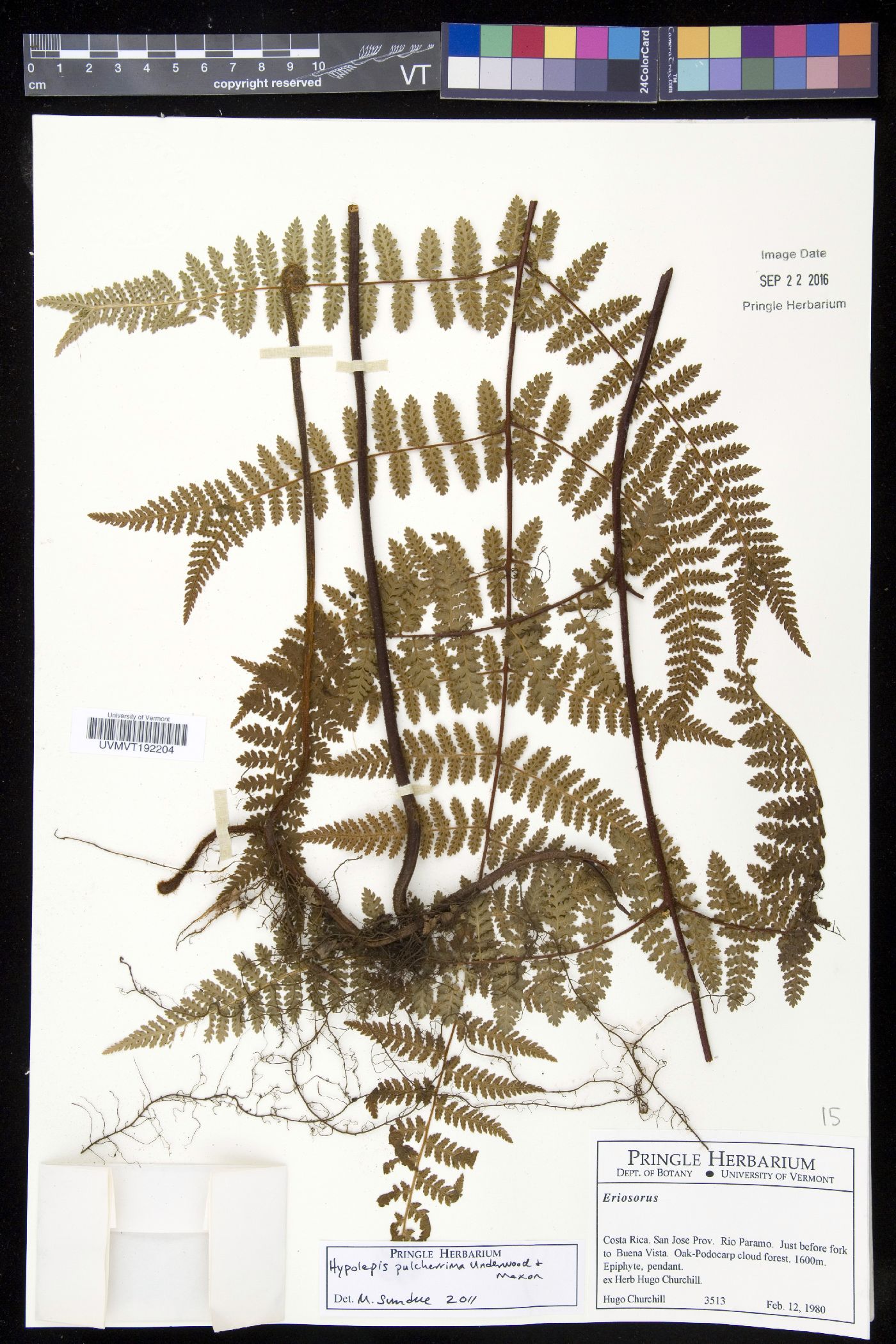 Hypolepis rugosula subsp. colorata image