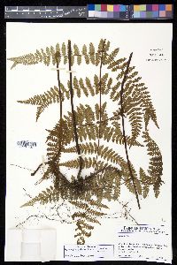 Hypolepis rugosula image